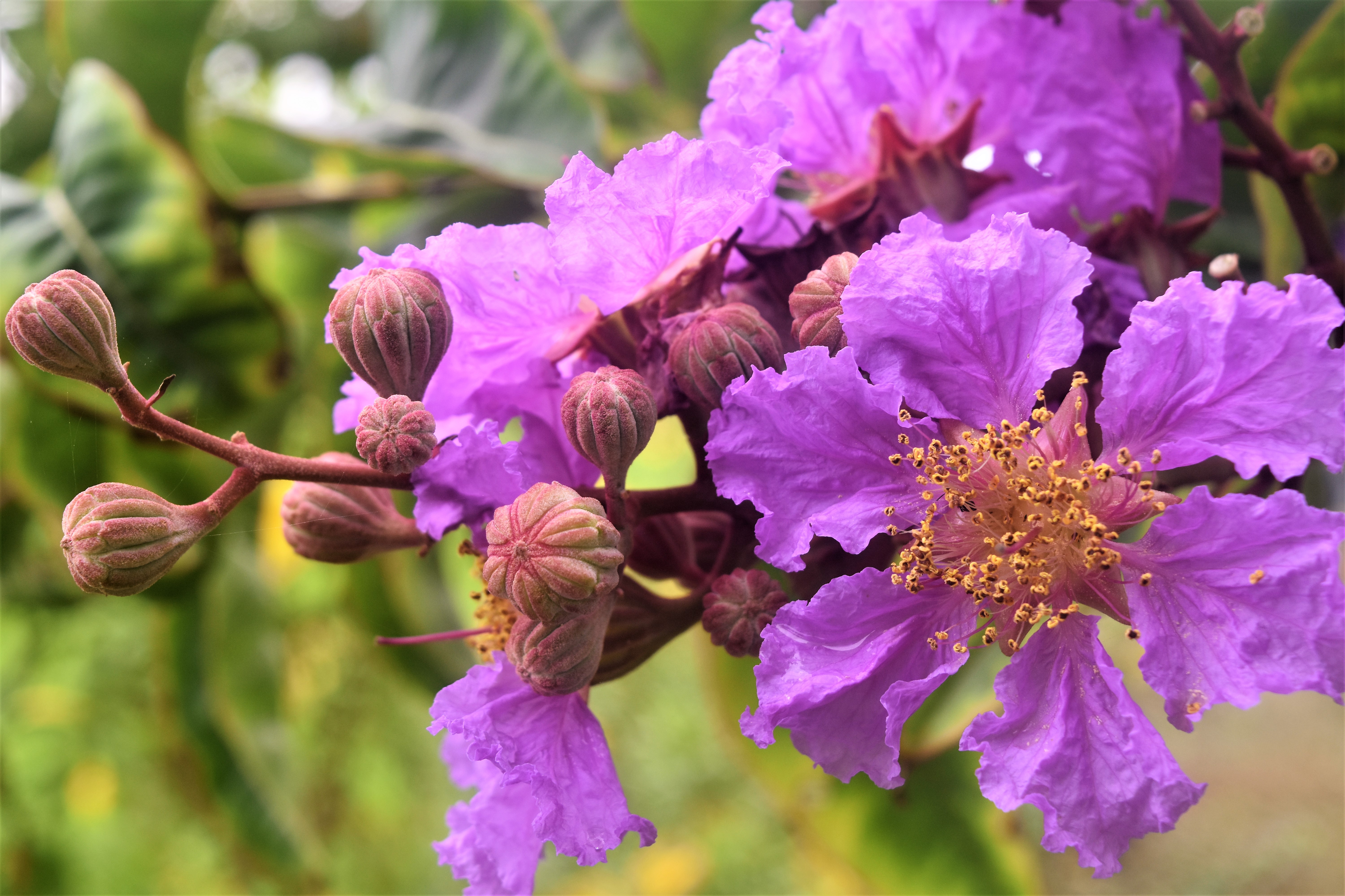 Banaba_Flower_(Lagerstroemia_speciosa)